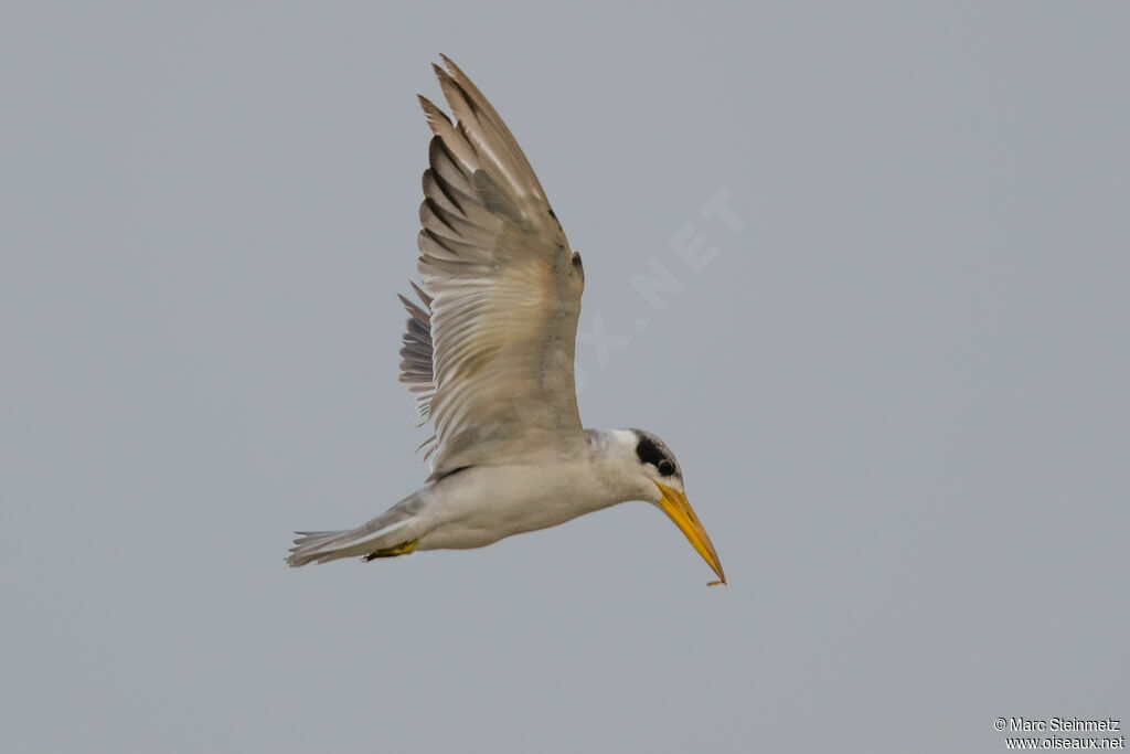 Large-billed Tern