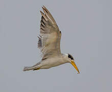 Large-billed Tern