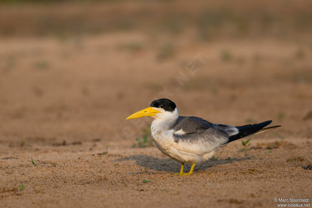 Large-billed Tern