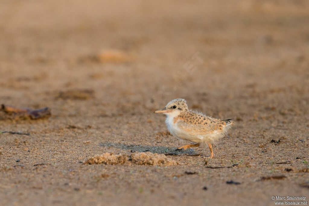 Large-billed TernPoussin