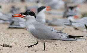 Caspian Tern