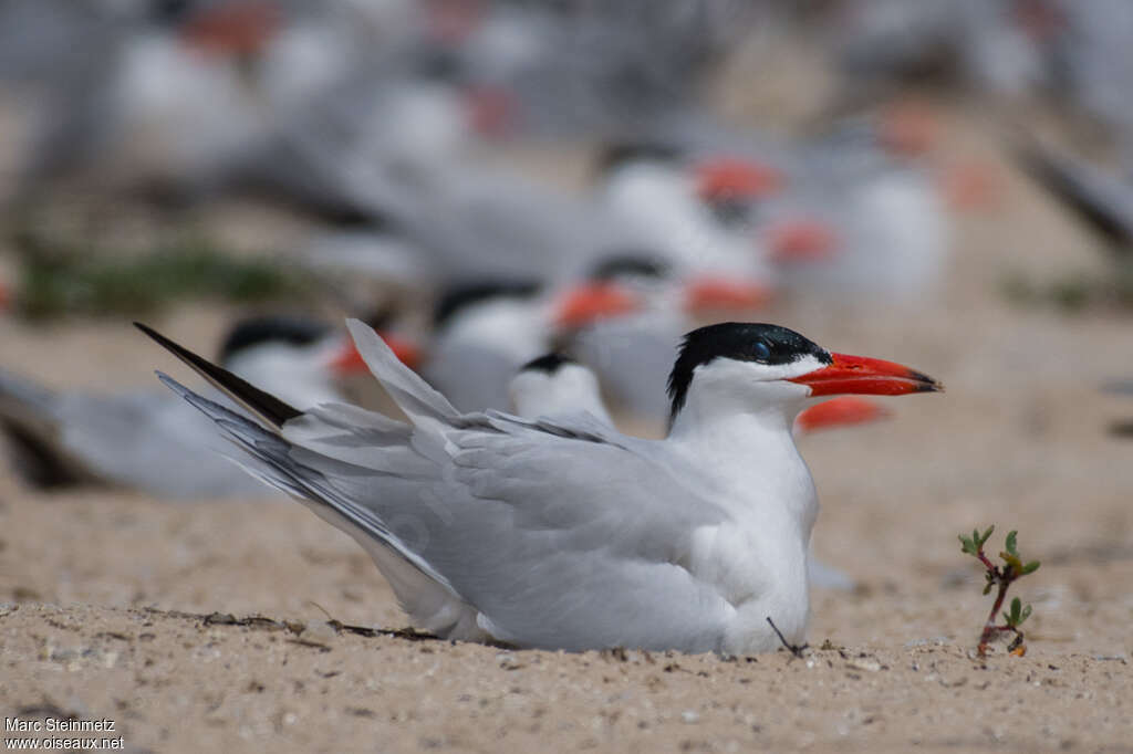 Caspian Ternadult breeding, Behaviour