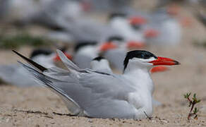 Caspian Tern