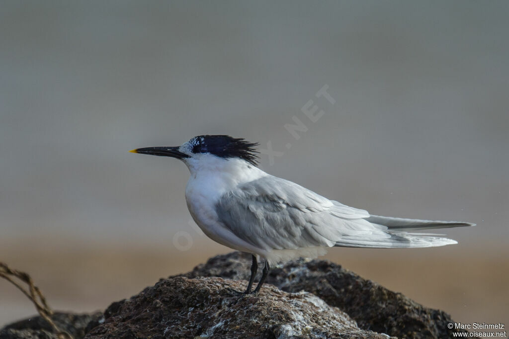 Sandwich Tern