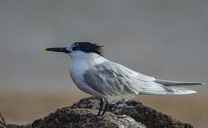 Sandwich Tern