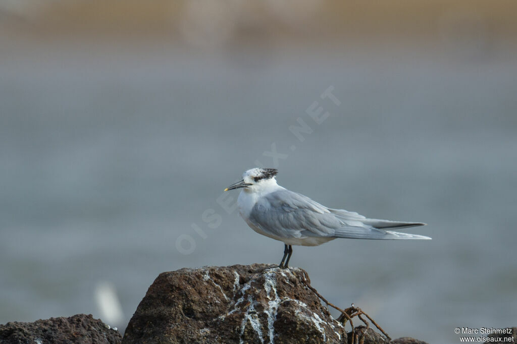 Sandwich Tern