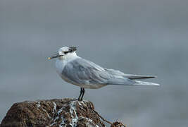 Sandwich Tern