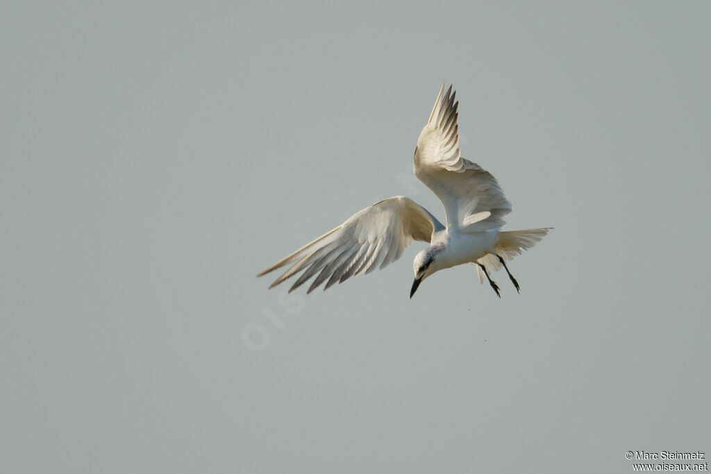 Gull-billed Tern