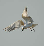 Gull-billed Tern