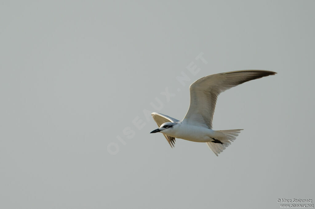 Gull-billed Tern