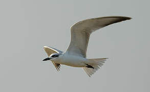 Gull-billed Tern