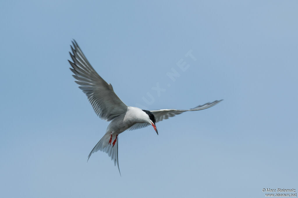 Common Tern