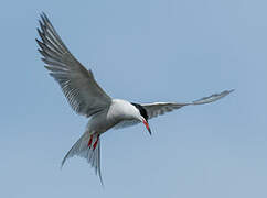 Common Tern