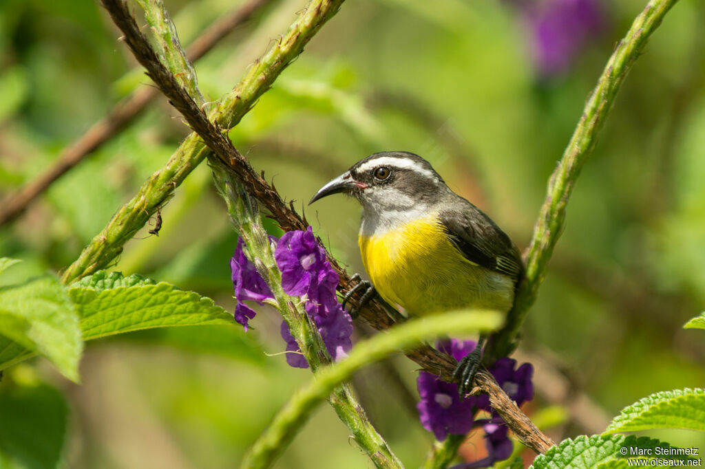 Bananaquit