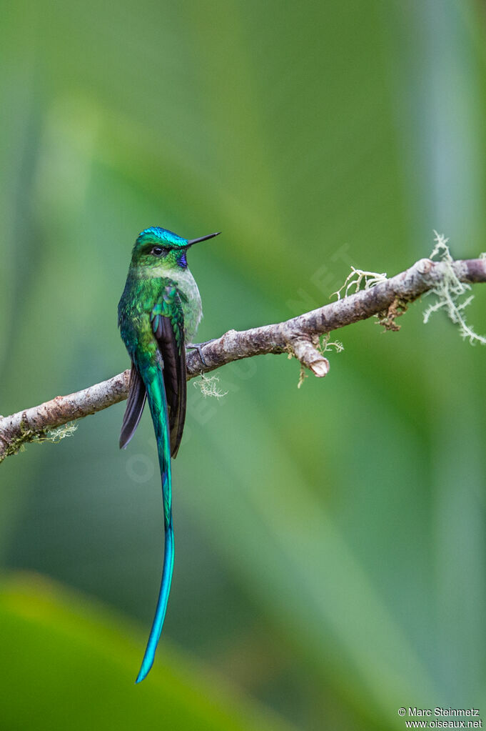 Long-tailed Sylph male adult