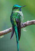 Long-tailed Sylph