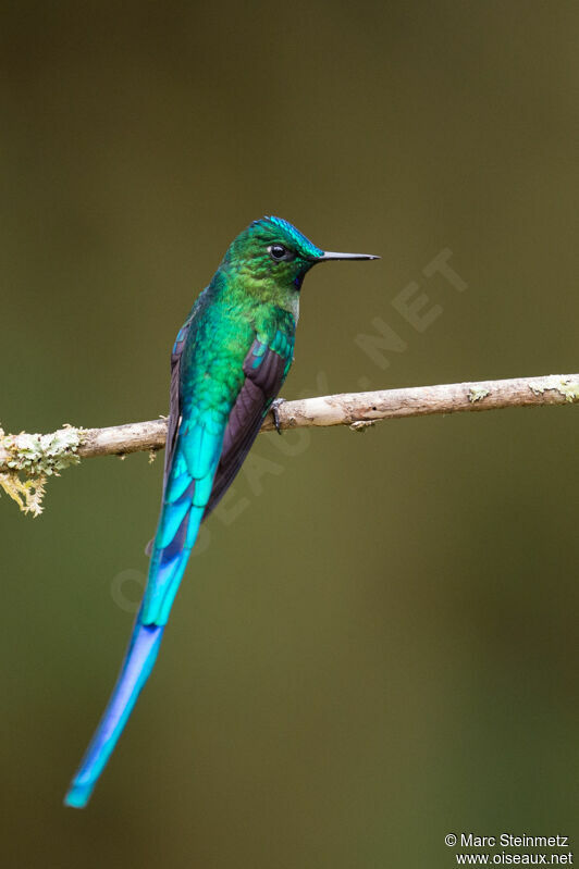 Long-tailed Sylph