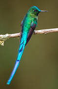 Long-tailed Sylph