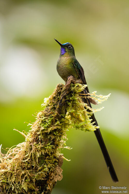 Violet-tailed Sylph male adult