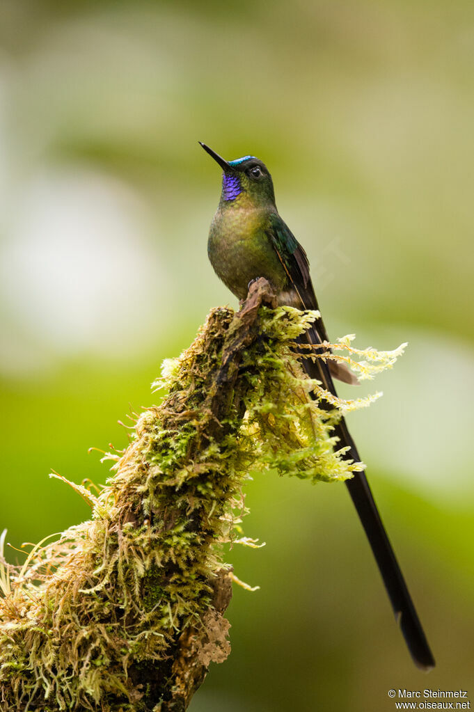 Violet-tailed Sylph male adult