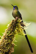 Violet-tailed Sylph