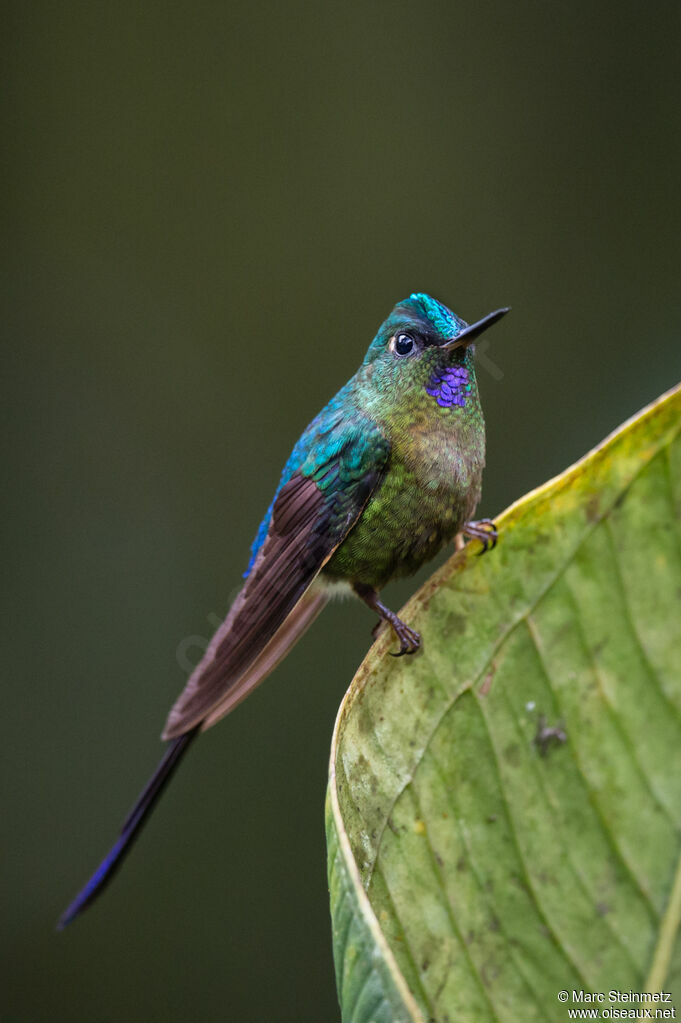 Violet-tailed Sylph male adult