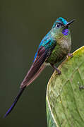 Violet-tailed Sylph