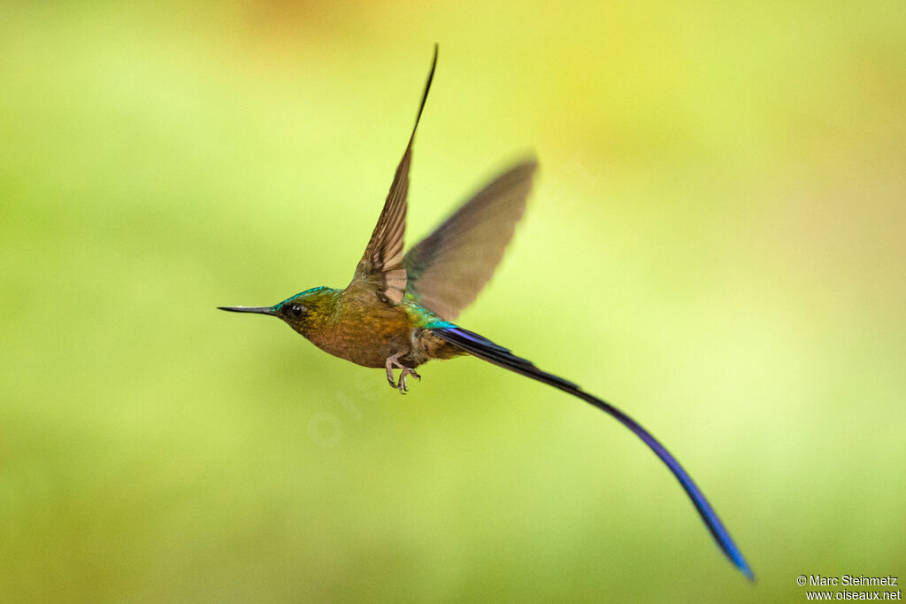 Violet-tailed Sylph male adult