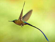 Violet-tailed Sylph