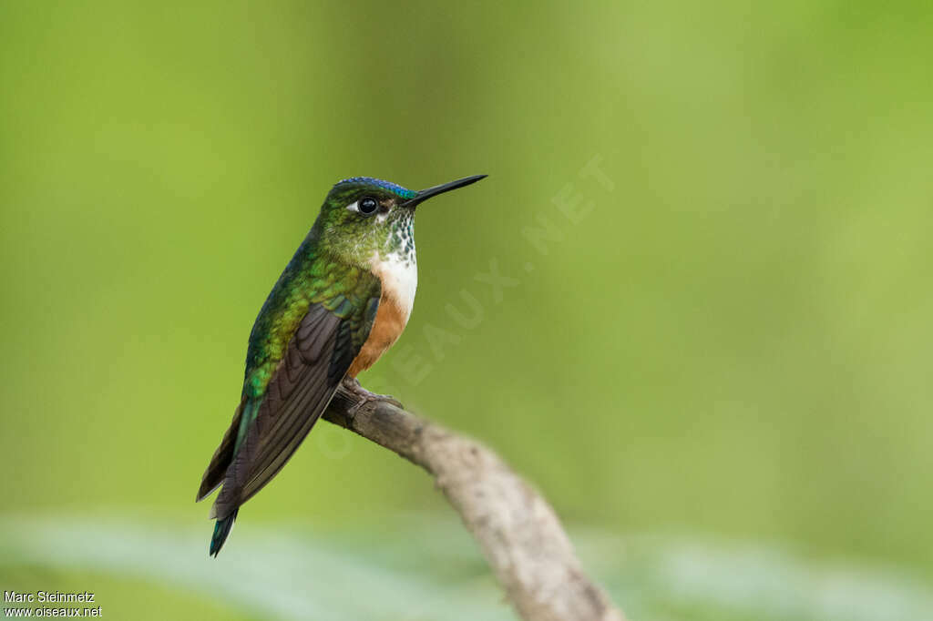 Violet-tailed Sylph female adult, identification