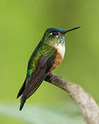 Violet-tailed Sylph