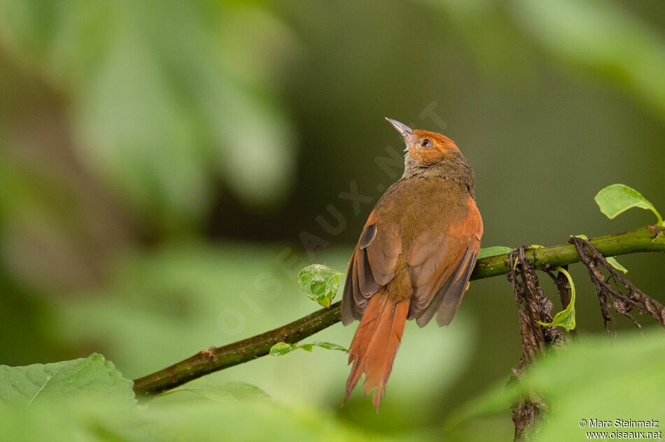 Red-faced Spinetailadult