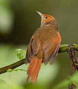 Red-faced Spinetail