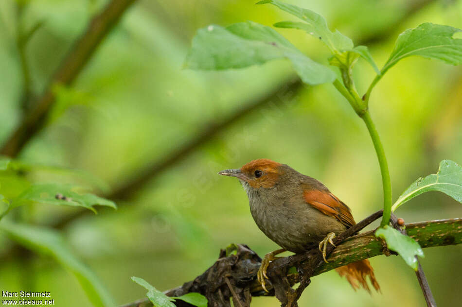 Red-faced Spinetailadult, identification