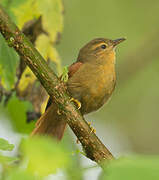 Red-faced Spinetail