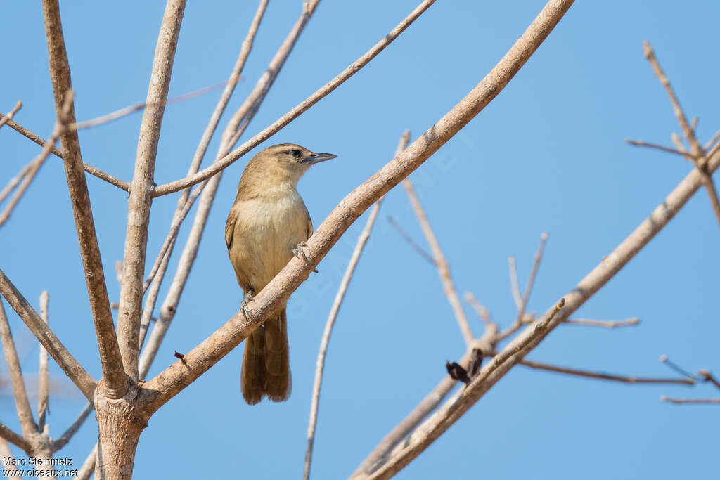 Rufous-fronted Thornbirdadult, habitat