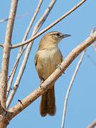 Rufous-fronted Thornbird