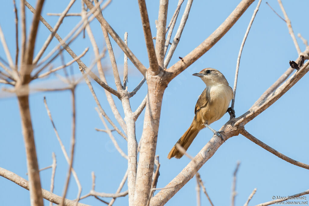 Rufous-fronted Thornbird