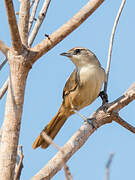 Rufous-fronted Thornbird