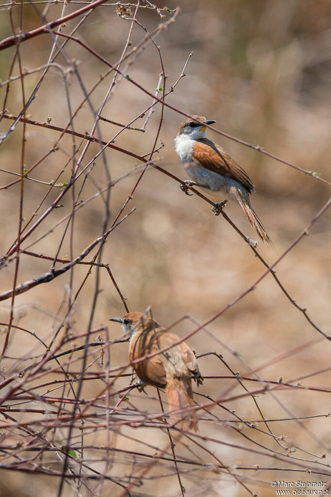 Yellow-chinned Spinetail