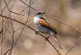 Yellow-chinned Spinetail