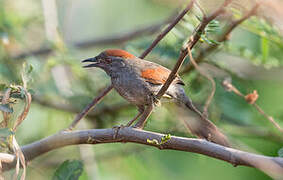 Cinereous-breasted Spinetail