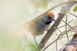 Cinereous-breasted Spinetail