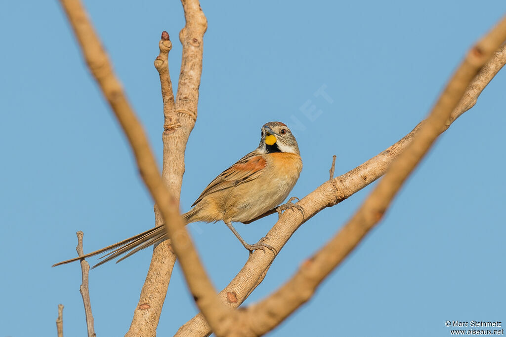 Chotoy Spinetail