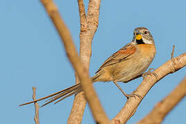 Chotoy Spinetail