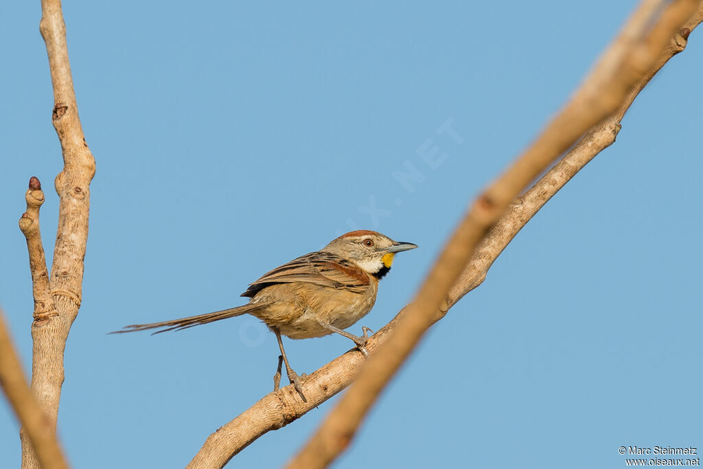 Chotoy Spinetail