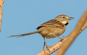 Chotoy Spinetail