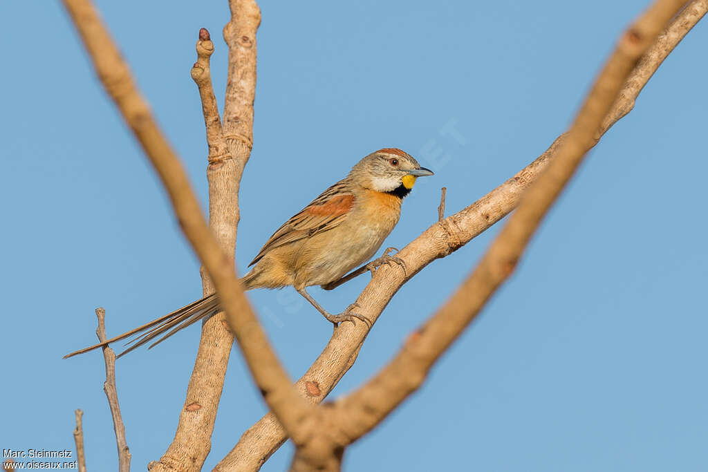 Chotoy Spinetailadult, identification