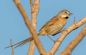 Chotoy Spinetail