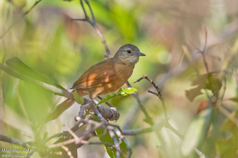 White-lored Spinetail, identification